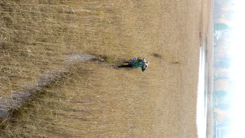 A middle-aged man with a backpack goes through the reeds Stock Footage 191507331