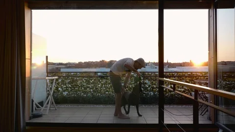 Middle-aged man with beard and cap removing hair from his dog Stock Footage 127588325