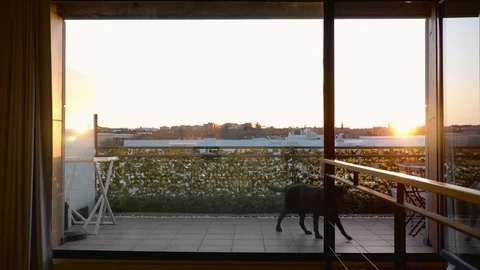 Middle-aged man with beard and cap removing hair from his dog Stock Footage 127622847