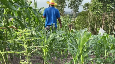 A middle-aged man, a farmer in a corn field Stock Footage 164927243