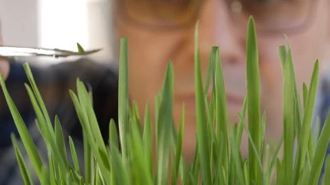 A middle-aged man, with glasses on his eyes, mows the lawn with manicure Stock Footage 106737517