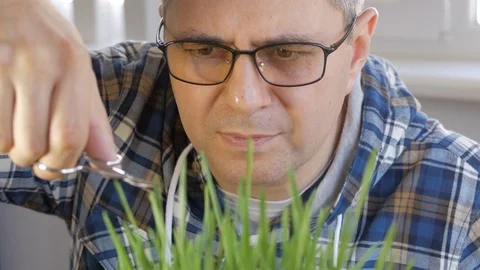 A middle-aged man, with glasses on his eyes, mows the lawn with manicure Stock Footage 106743396