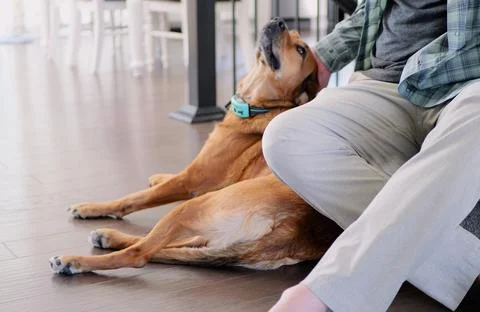 Middle Aged Man Playing with Rescue Dog Indoors 스톡 사진