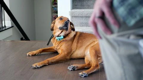 Middle Aged Man Playing with Rescue Dog Indoors Stockfoto's