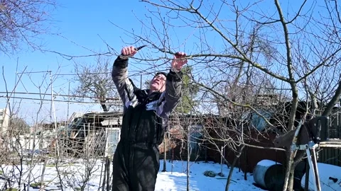 Middle-aged man pruning fruit trees in a winter garden with snow Stock Footage 345130350