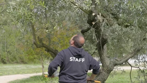 Middle-aged man pruning an olive tree in the garden Stock Footage 279185233