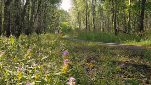 A middle-aged man, quickly runs along the path in the forest. A beautiful sunny Video stock 92548058