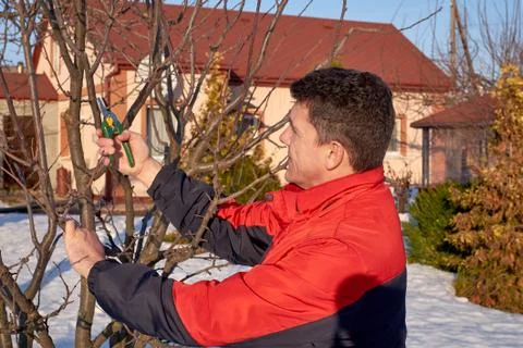Middle aged man with shears in hands pruning tree branches Stock Photos