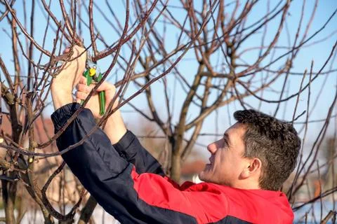 Middle aged man with shears pruning tree branches Stock Photos