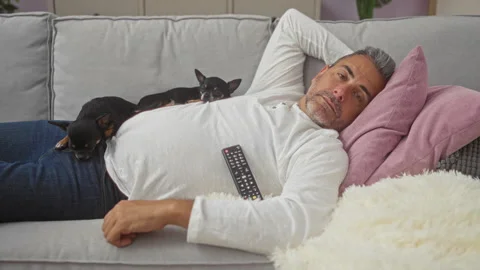 Middle-aged man sleeping on a couch with two chihuahuas in a cozy indoor li.. Stock Footage 279907705