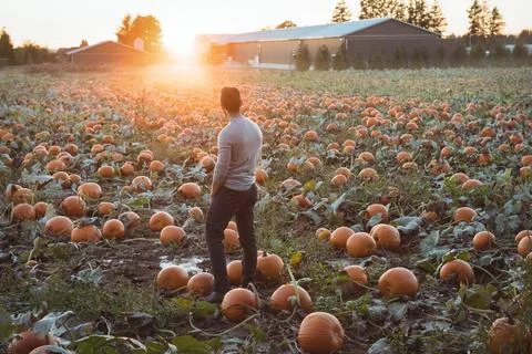 Middle-aged man standing in pumpkin patch with orange pumpkins during golden Stockfoto's