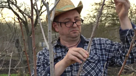 Middle-aged man in straw hat inspects tree branches while pruning in a garden Stock Footage 332215312