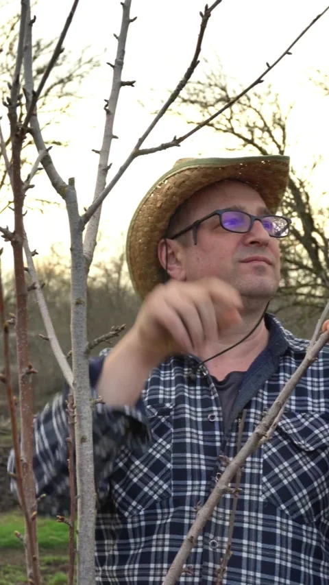 Middle-aged man in straw hat inspects tree branches while pruning in a garden Stock Footage 332294045