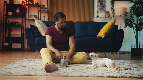 Middle-aged man training Chihuahua dog obedience, giving verbal commands to pet Stock Footage 311460631