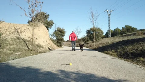 Middle-aged man training obedience by playing with his labrador retriever Stock Footage 126645996