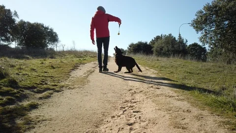 Middle-aged man training obedience by playing with his labrador retriever Stock Footage 126696712