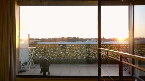 Middle-aged man training obedience playing with his dog Stock Footage 127588485