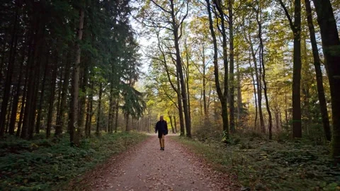 Middle aged man Walking Through a Forest Path Video stock 290763071