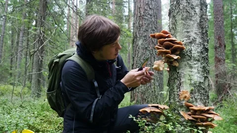 Middle aged mushroom picker picking mushrooms from the tree. A man cuts mushroom Stock Footage 159609110