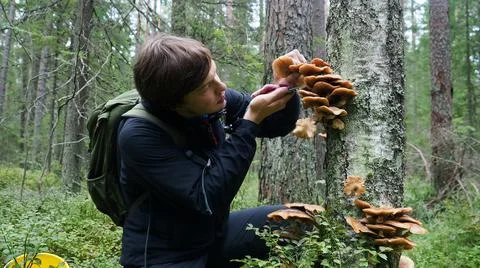 Middle aged mushroom picker picking mushrooms from the tree. A man cuts mushroom Stock Photos