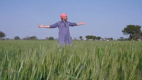 A middle-aged peasant / worker checking / touching his blooming wheat crops  ... Stock Footage 175745812