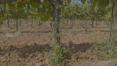 Middle aged vine trunk Stock Footage 246374796