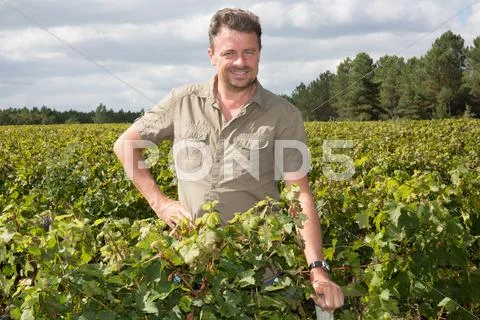 Middle aged winemaker in vineyard with arms crossed Stock Photos