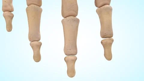 The middle and distal phalanx bones of 3d illustration Illustrazione stock
