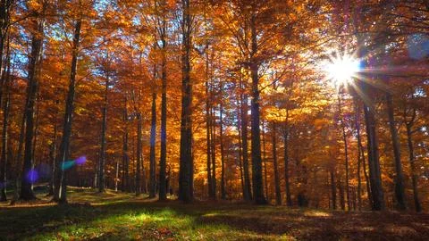 In the middle of autumn forest, sun rays light through tree branches Stock Photos