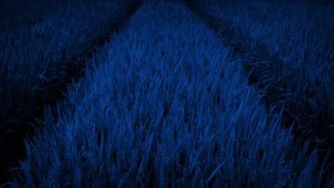 In The Middle Of A Corn Field At Night Stock Footage 325117269