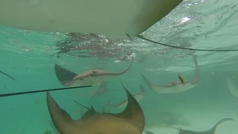 In the middle of a crowded group of underwater stingrays. cu B Stock Footage 107382184