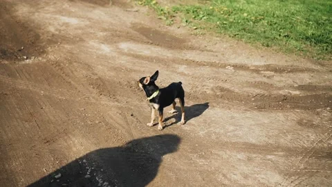 In the middle of a dirt road stands a small dog that has lost its owner Stock Footage 200030167