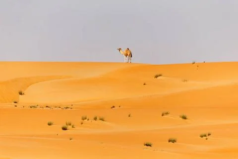 Middle eastern camel standing on top of the dune in a desert in United Ara... Stock Photos