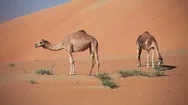 Middle Eastern Camels In A Desert, Uae Stock Footage