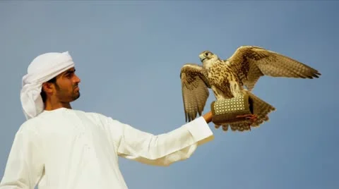Middle Eastern Falconer Trained Saker Falcon Close Up Stock Footage 21999470