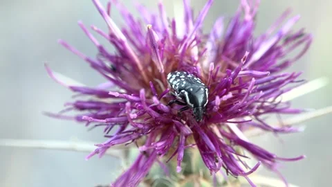 Middle Eastern Flower Scarab (Oxythyrea cinctella) Stock Footage 317563946