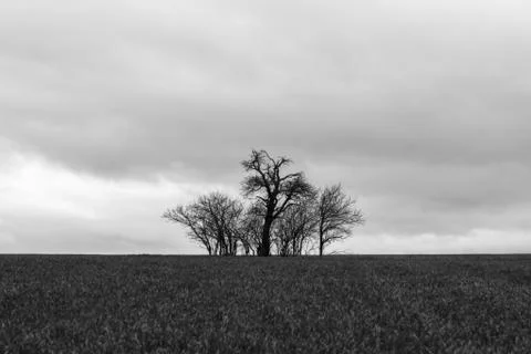 In the middle of the field, the bare trees stand in stormy weather Stock Photos