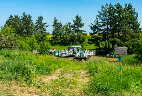 In the middle of fields of flowering rape stands an apiary with bee hives Stock Photos
