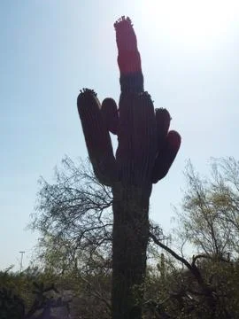 Middle finger cactus Stock Photos