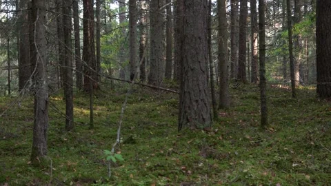 In the middle of the forest in autumn Stock Footage 141365784