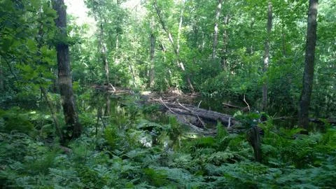 Middle of Forest, Looking for Bigfoot 库存照片