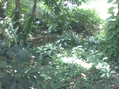 In the middle of the forest in the park, there is a small river Stock Footage 163679503