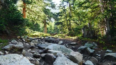 In the Middle of the Forest Stock Photos