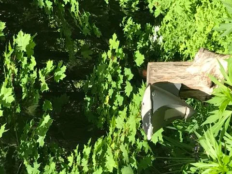 In the middle of forest Stock Photos