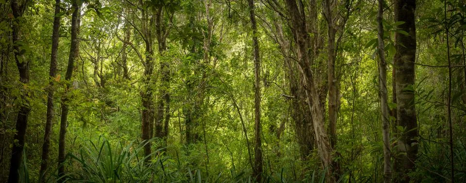 In the middle of the forest Stock Photos