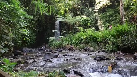 In the middle of forest with river and waterfall Stock Footage 237567440