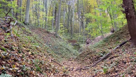 In the middle of forest trees Stock Footage 219362726