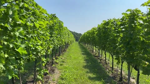 In the middle of the grape row Stock Footage 247472637