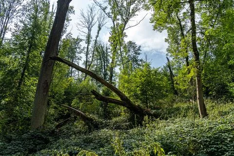 In the middle of the green forest Stock Photos