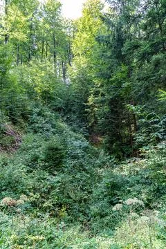 In the middle of the green forest Stockfoto's